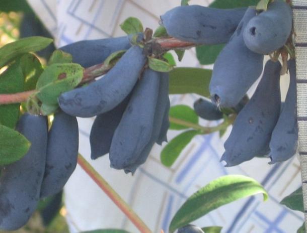 Жимолость Синий Утес саженец 154432066 купить в интернет-магазине Wildberries