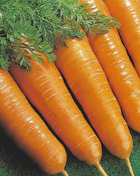 Морковь Витаминная 6 Б/П