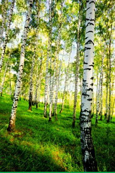 Фотообои Березовый лес К-117 "Симфония" 4л 140х200см